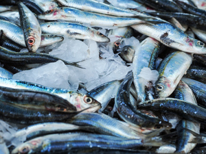 Россия лишит Японию права на вылов рыбы у Курил из-за отказа платить за квоты