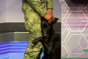 Любит обнимашки: Раненой собаке из Мариуполя ищут новых хозяев в Иркутске