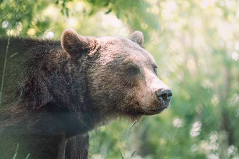 Защищавшая внучку жительница Приморья отбилась от медведя обычной лейкой