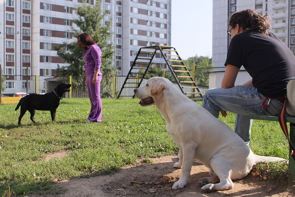 На одной из площадок для выгула собак. Фото © ТАСС / Александра Мудрац