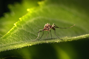 Назван способ превратиться в "невидимку" для комаров, клещей и мошек