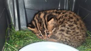 Мама погибла: В Приморье спасают детёныша редкой лесной кошки