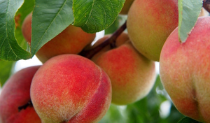 Запорожская и Херсонская области будут поставлять в РФ персики, абрикосы и арбузы