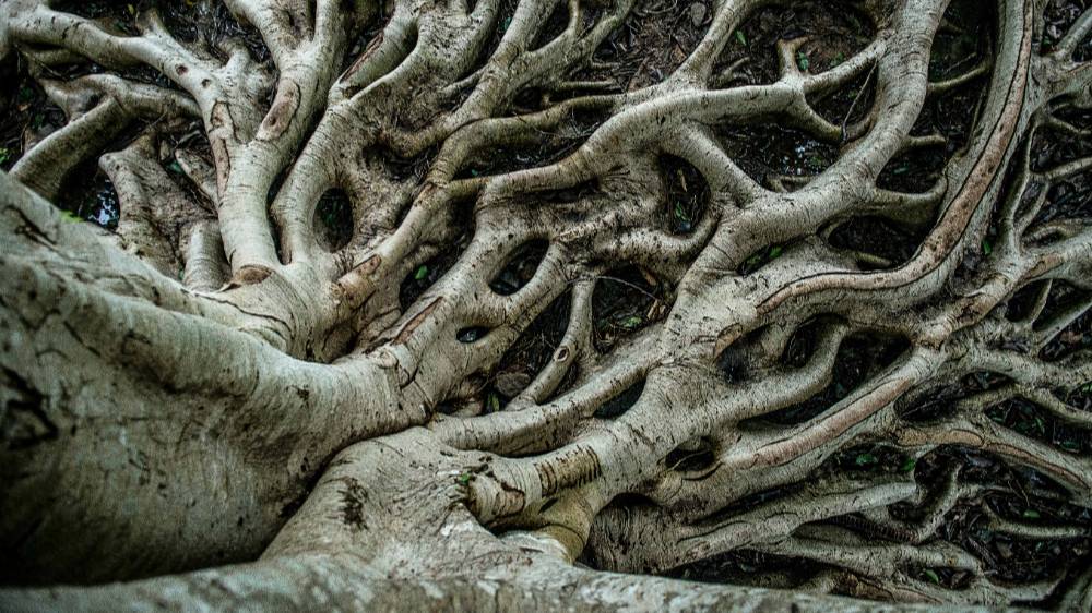 10 деревьев, которые выросли ну очень странной формы — только бы выжить в этом мире из бетона и стали
