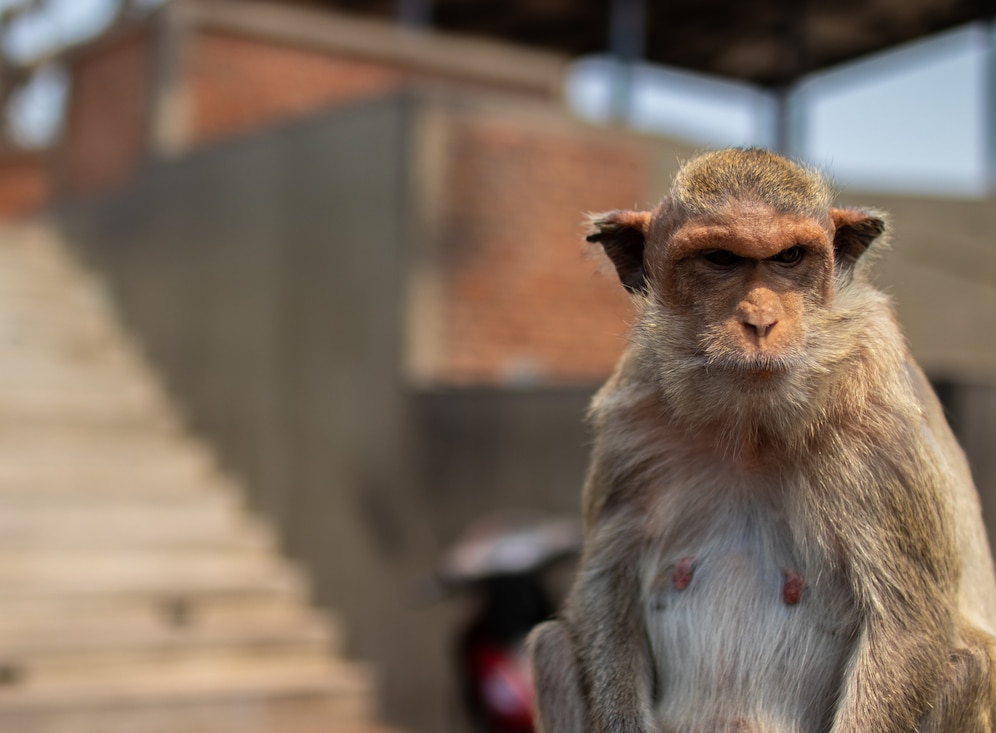 Вирусолог назвал снижающий смертность от оспы обезьян фактор