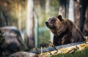 По стопам выжившего: Сибиряк отбился от напавшего на него медведя ножом для грибов