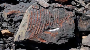 Жил больше 200 млн лет назад: На острове Русский нашли кости древнего ящера
