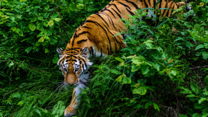 В Приморье тигрица обосновалась на побережье, популярном у туристов