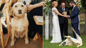 10 случаев, когда на свадьбу разрешили приходить с животными и об этом не жалел вообще никто