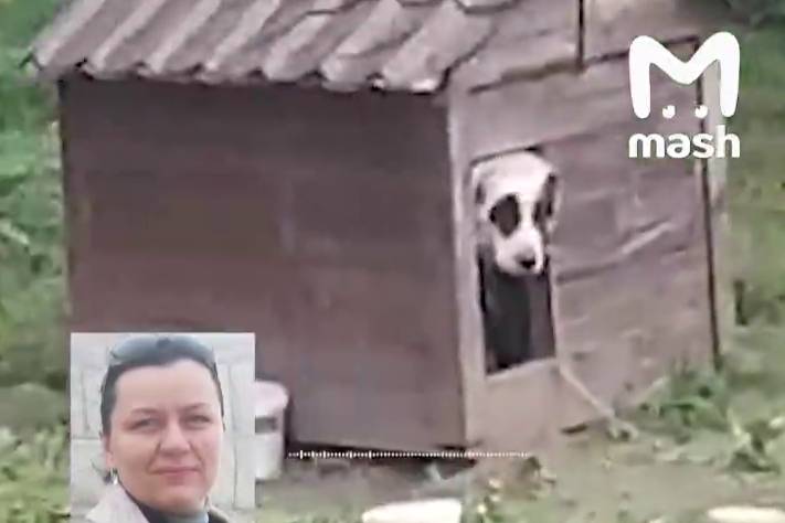 В Подмосковье сторожевой пёс напал на трёх собак посетителей загородного клуба 