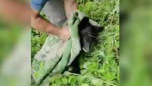 В Приморье спасли упавшего в колодец гималайского медвежонка 