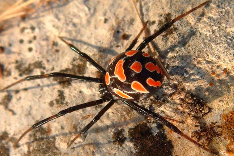Смертельно ядовитый паук покусал четырёх жителей Волгоградской области