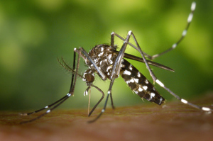 Назван способ ускорить заживление ранки после укуса комара