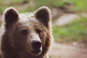 "Большой ребёнок": Сибирячка рассказала, как отбилась от настойчивого медвежонка