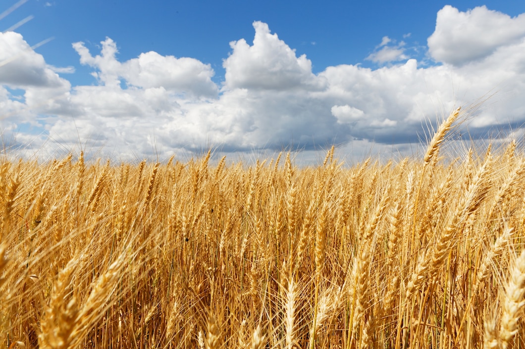 Кабмин одобрил перевод расчёта экспортных пошлин на зерно в рубли