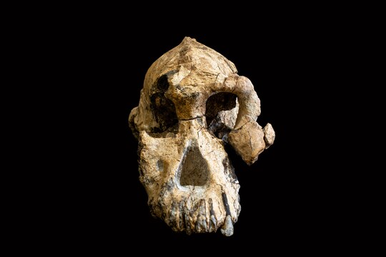 Australopithecus anamensis Фото © Dale Omori / Cleveland Museum of Natural History