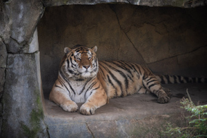 В США из-за коронавируса умер амурский тигр Юпитер