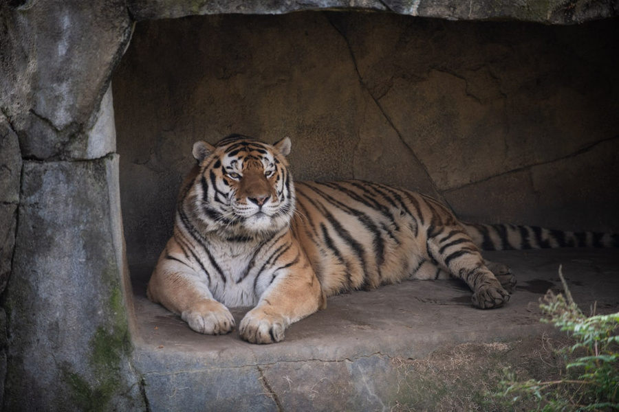 Амурский тигр Юпитер. Обложка © Facebook (Соцсеть признана экстремистской и запрещена в РФ) / Columbus Zoo and Aquarium