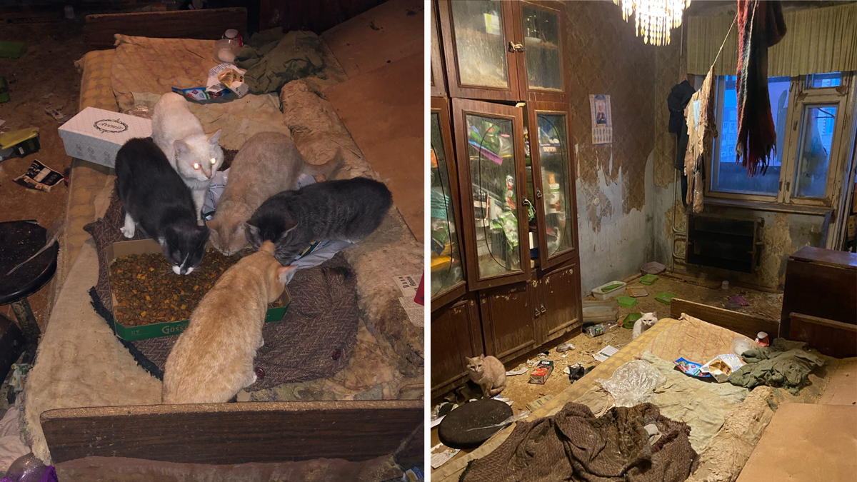 Тело тюменской кошатницы обнаружили в квартире спустя неделю в окружении 20 питомцев