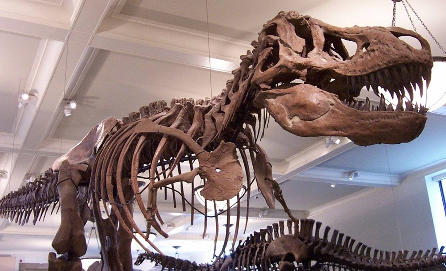Палеонтологи провели компьютерную томографию амурскому динозавру