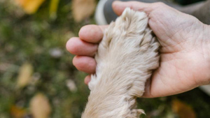 "Решил повоспитывать": Житель ЕАО избил собаку родственников тяпкой