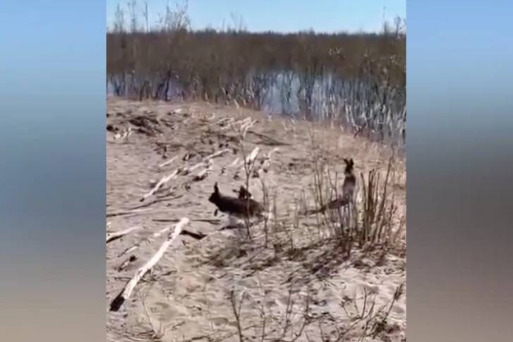 Работает дед Мазай: В Якутии спасли зайцев, застрявших на острове из-за паводка