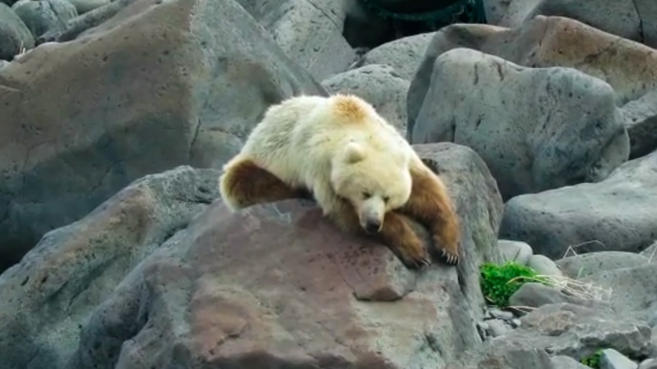 Двухцветный сахалинский медведь стал звездой соцсетей
