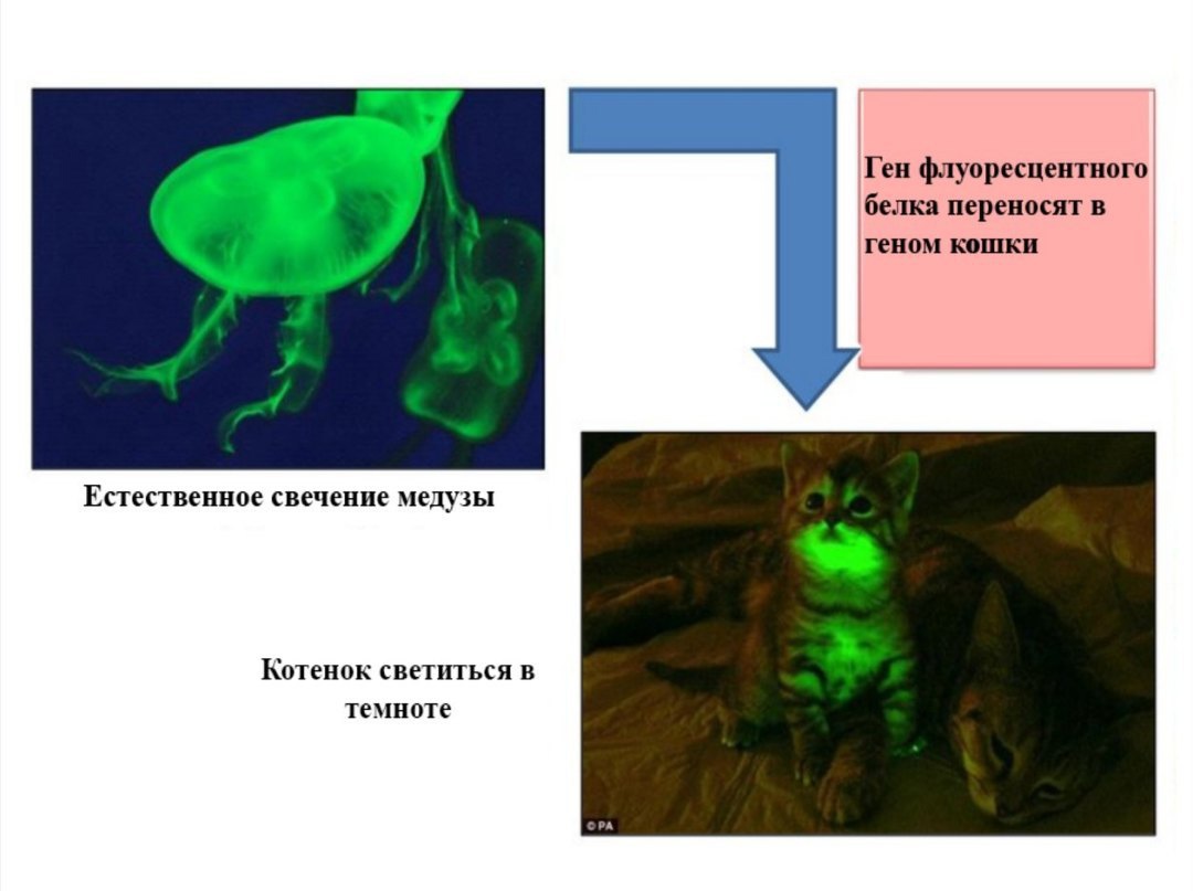 Странные слайды презентаций