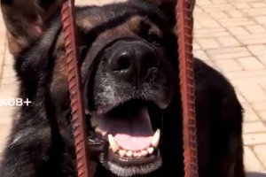 В Мариуполе освободили из заточения запертых украинских служебных псов