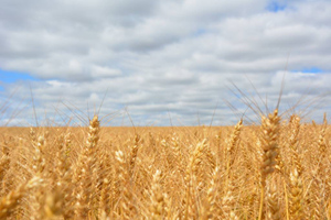 Песков указал на ложь Киева о количестве зерна в стране