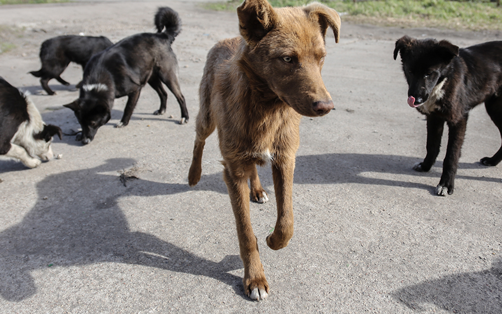 Бродячие псы растерзали редких животных в частном зоопарке под Астраханью
