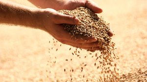ЕС призвал не покупать у России вывезенное с Украины зерно