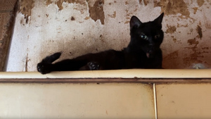 Покусала волонтёров: Москвичка заперлась в захламлённой квартире с десятками кошек и больной собакой