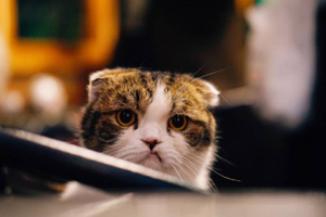В Красноярске суд арестовал кота по просьбе хозяйки