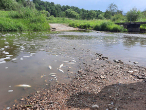 В Подмосковье заявили о гибели рыбы в реке Руть из-за отходов агропредприятия