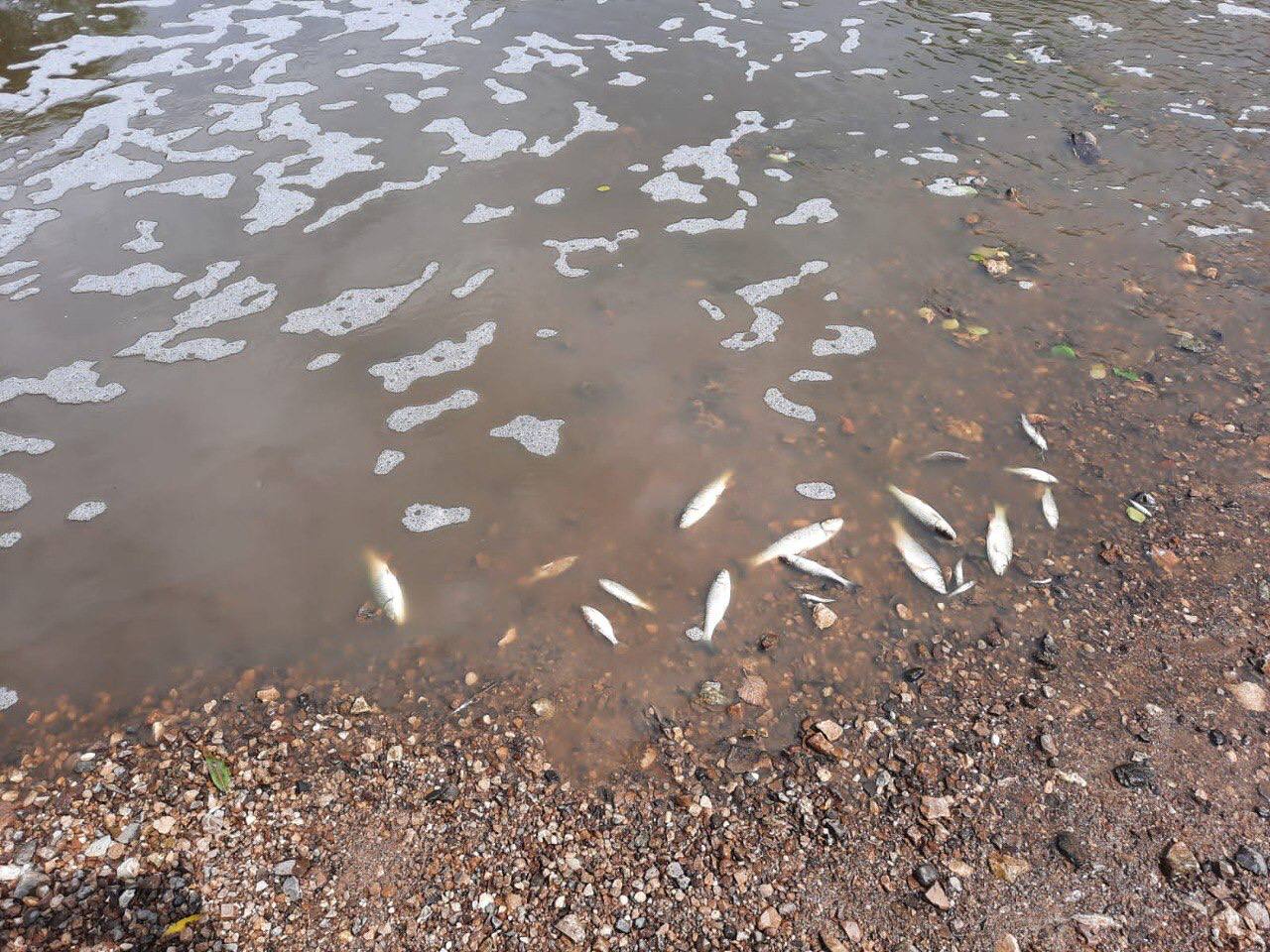 Мёртвая рыба в реке Руть. Фото © "Вести Подмосковья"