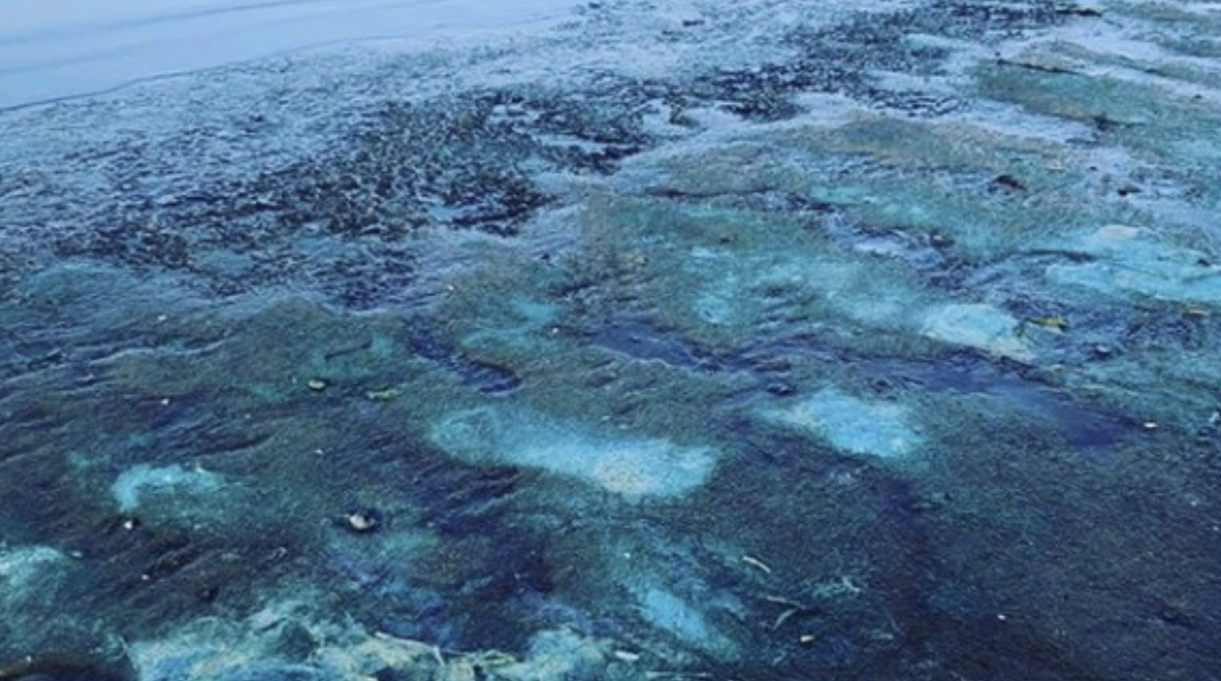 Ядовитые водоросли в Чудском озере в 2020 году. Фото © ecologyofrussia.ru