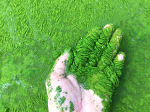 Ядовитый пруд: Насколько токсичны для людей цветущие водоросли