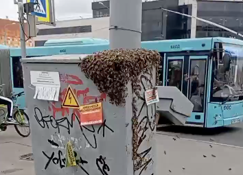 Делают электромёд: Пчёлы построили улей в щитке для управления светофором в Петербурге