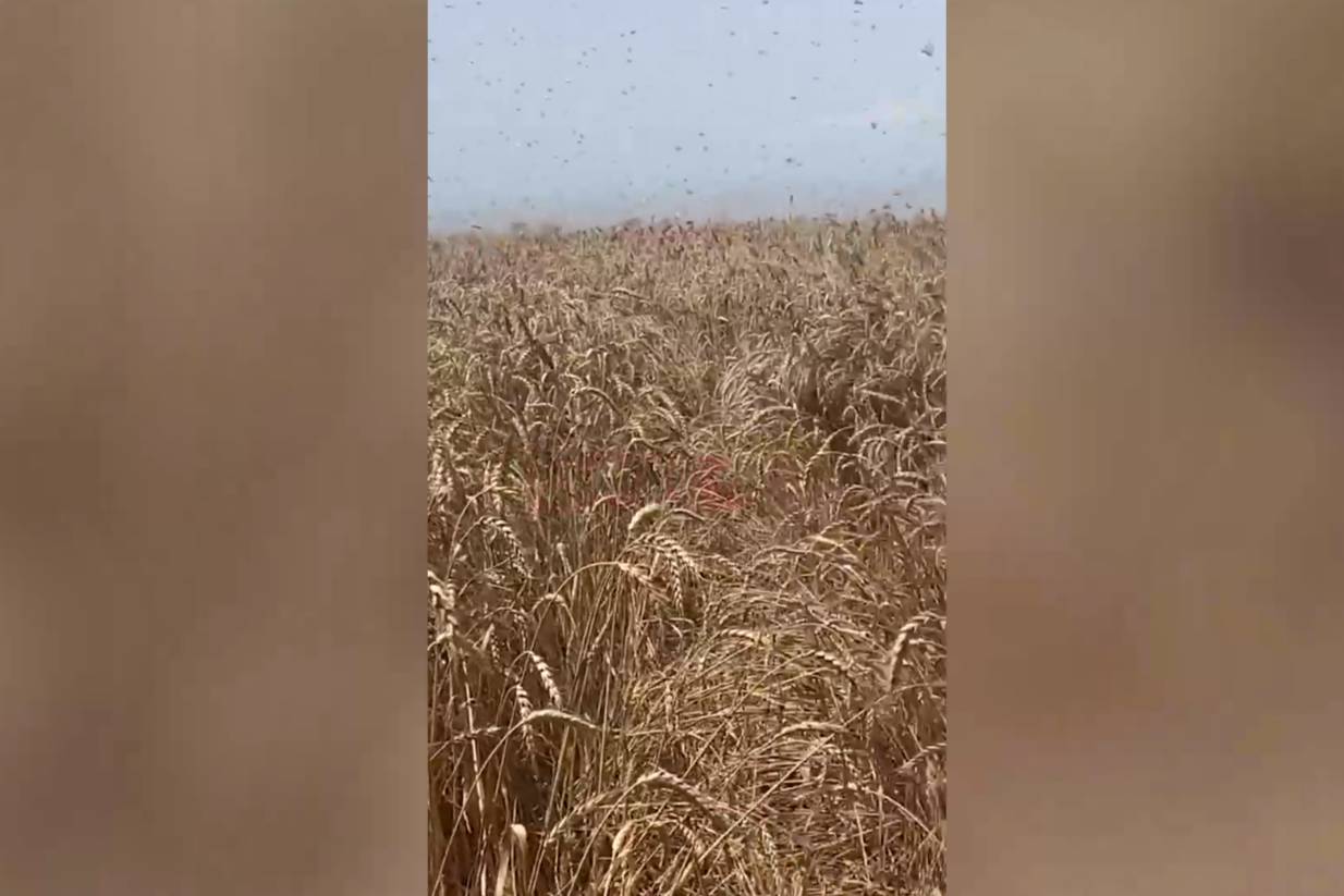 Поля усеяны насекомыми: Кубань атаковали полчища саранчи