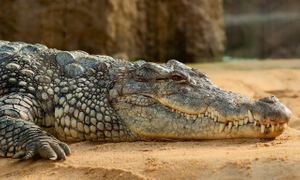 Родители поймали проглотившего их ребёнка крокодила и потребовали извергнуть его обратно