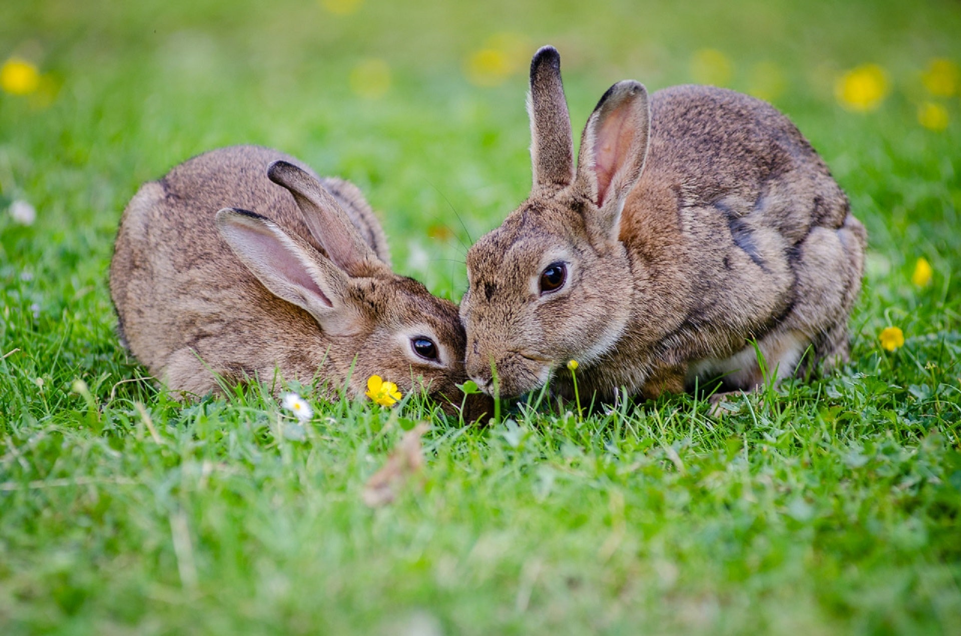 Россиянам разрешили разводить кур и кроликов на садовых и огородных участках