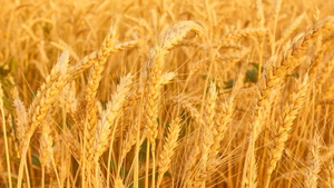 СМИ раскрыли подробности сделки по "зерновому вопросу"