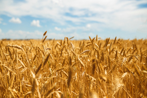 Украинские диверсанты начали поджигать поля с пшеницей в Запорожье