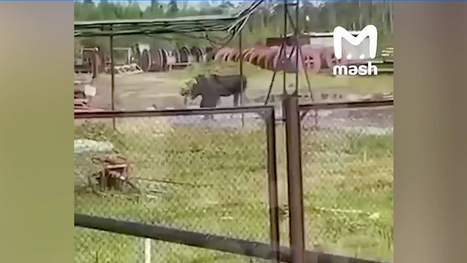 Эпичную схватку медведя и лося сняли на видео в Якутии