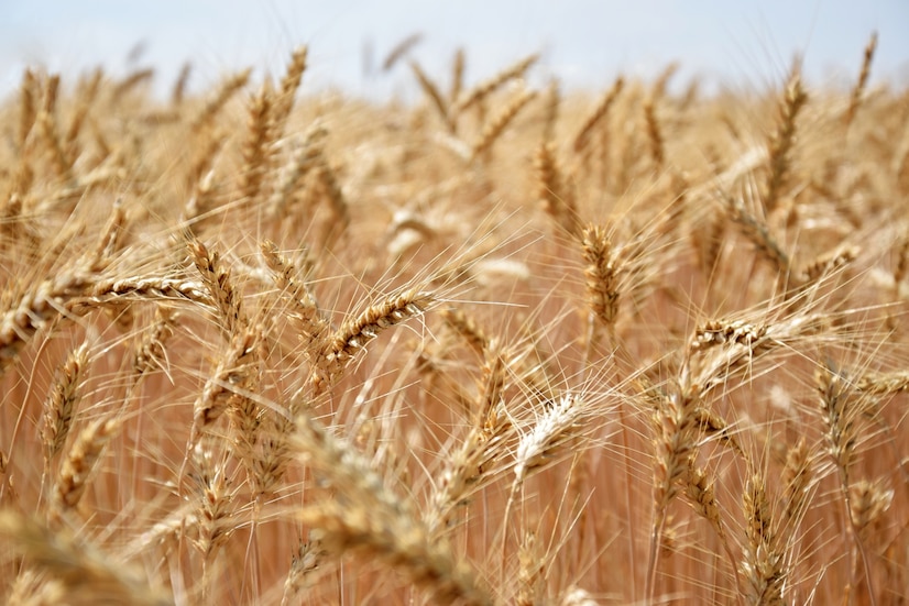 В ГД уличили Запад в создании паразитической схемы грабежа из-за вывоза зерна с Украины