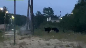 На Сахалине медведь вышел к людям на вечерний променад