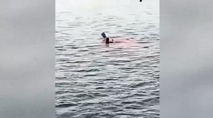 Акула могла напасть на женщину в Хургаде из-за туристов, кормящих рыб едой со шведского стола