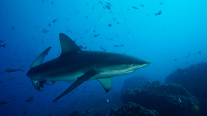 Ихтиолог оценил шансы на спасение при нападении акулы