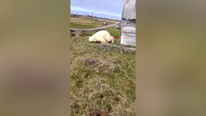 "Плохо тебе, котёночек?": Застрявший языком в банке со сгущёнкой белый медведь всё ещё ждёт помощи